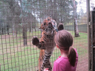 Tiger Feeding.jpg