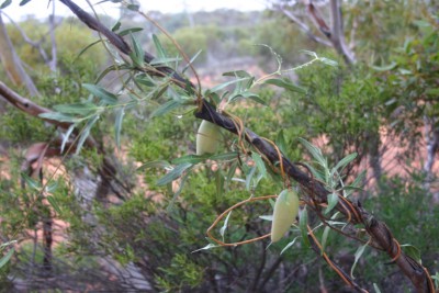 D-Bush tucker bananas.jpg