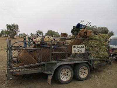 2-Camels.jpg